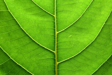 Fototapeta na wymiar Green leaf texture macro close-up background