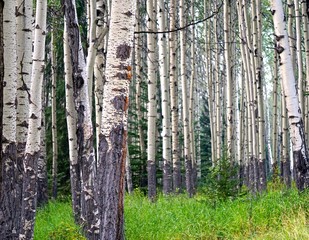 Obraz premium seeing the trees in the forest
