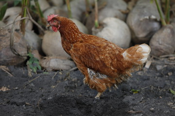 Hen chick rearing in natural and soil black.