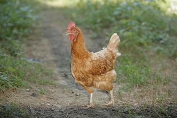 Chicken sitting./Hen chick rearing in natural and soil black.
