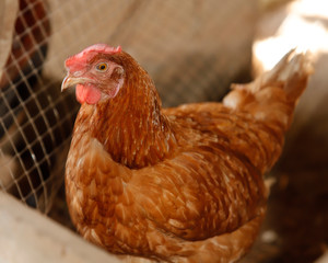 Chicken sitting./Hen chick rearing in natural and soil black.
