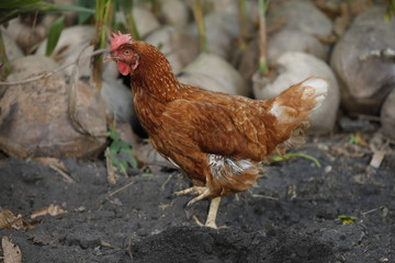 Hen chick rearing in natural and soil black.