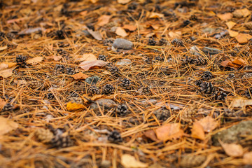fall forest floor of pine needles, cones and dry barks of tree. dry forest litter in coniferous forest.
