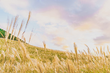 日本の秋 箱根仙石原のススキ草原