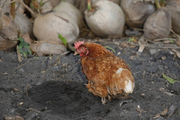 Hen chick rearing in natural and soil black.