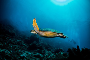 Green and hawksbill sea turtles swimming and resting in clear ocean. Coral reef and divers in the background