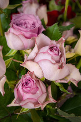 Beautiful roses close-up picture