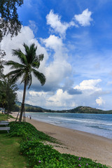 Palm tree on Bang Tao beach