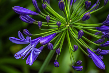 Agapanthus purple cloud, African lily