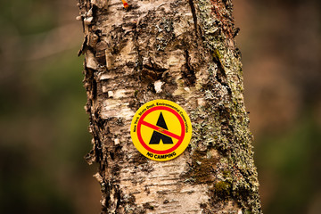 Naklejka premium A no camping sign on a birch tree in an old campsite in the Adirondack Park.