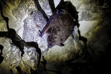 Brown bat hanging in chalky cave