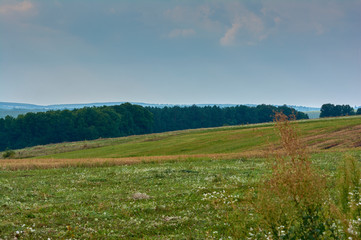 Summer landscape in the countryside. Field with green grass. Forest on the horizon. Ukraine Vinnytsia region.