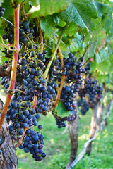New Zealand vineyard grapes ready for harvest