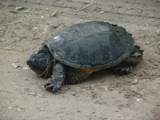 Snapping turtle on dirt road