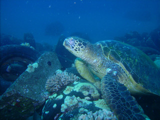Naklejka na ściany i meble Green Sea Turtle suffering from Fibropapillomatosis tumors
