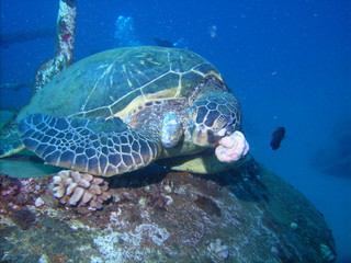 Green Sea Turtle suffering from Fibropapillomatosis tumors