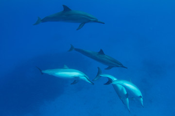 Pod of Hawaiian Spinner Dolphins off Kona, Big Island, Hawaii