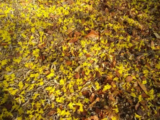 autumn leaves in the forest