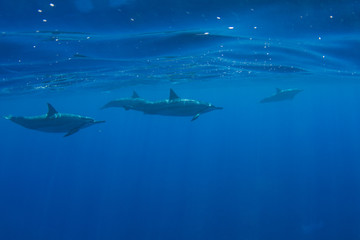 Pod of Hawaiian Spinner Dolphins off Kona, Big Island, Hawaii