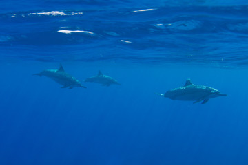 Obraz premium Pod of Hawaiian Spinner Dolphins off Kona, Big Island, Hawaii