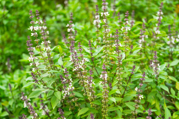 Basil flower in backyard garden