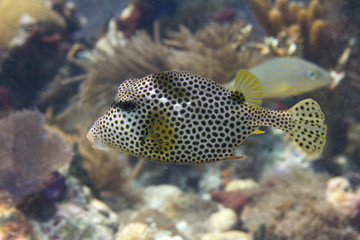 Naklejka na ściany i meble Spotted Trunkfish on Coral Reef off the Florida Keys