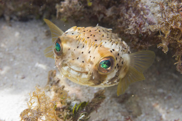 Long-Spine Porcupinefish on Coral Reef of the Florida Keys