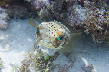 Long-Spine Porcupinefish on Coral Reef of the Florida Keys
