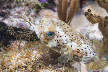Long-Spine Porcupinefish on Coral Reef of the Florida Keys © Peter Clark