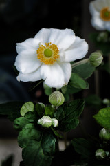 Obraz premium White flower blooming in a New Zealand garden