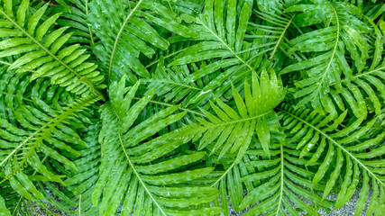 Green leaf background