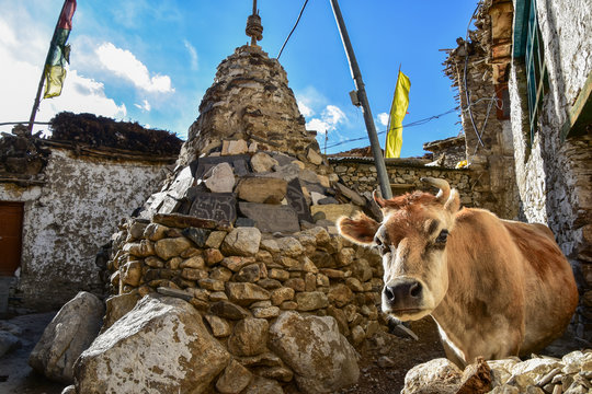 インドのヒマラヤ山岳地帯　キナウル谷のナコ村　チベット仏教の仏塔とカメラ目線の牛