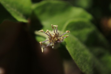 pistilo