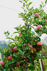 McIntosh apples ready to be picked