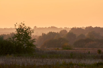 Meadow landscape in the evening summer sunset.