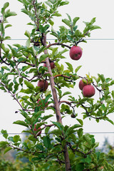Mid shot of McIntosh apples hanging off a tree