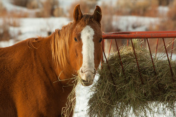 Horse eating hay in winter