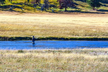 Fly Fisherman in Yellowstone River