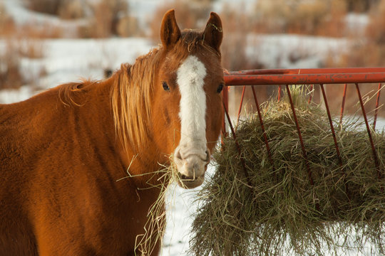 Horse Eating Hay In Winter