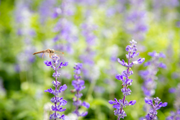 Closeup purple flowers (salvia officinalis)