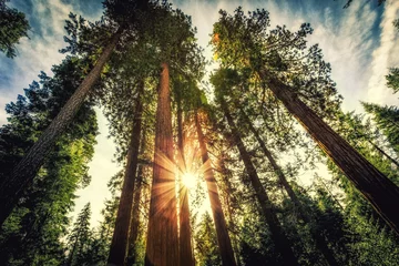 Poster Sunrise on the Sequoias, Mariposa Grove, Yosemite National Park, California  © Stephen