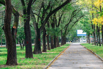 Fototapeta premium Green tree lined road in Khabarovsk, Russia