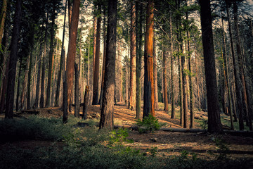Old Forest, Mariposa Grove, Yosemite National Park, California 