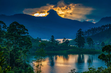 panorama of the tea plantations at sunset - Sri Pada peak in the background