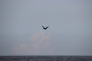 Fototapeta na wymiar Pelican bird in flight in blue sky over blue sea horizon.