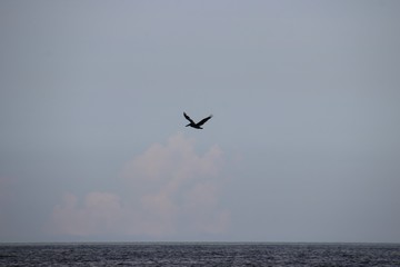 Pelican bird in flight in blue sky over blue sea horizon.
