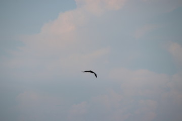 Pelican bird in flight in blue sky over blue sea horizon.