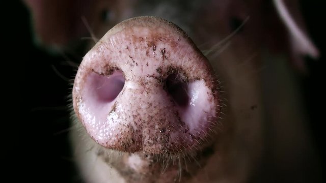 Healthy pig with muddy snout in organic farm pigsty, close-up.