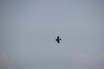 Pelican bird in flight in blue sky over blue sea horizon.