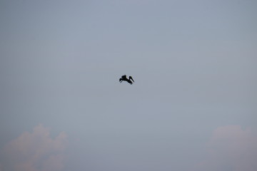 Pelican bird in flight in blue sky over blue sea horizon.